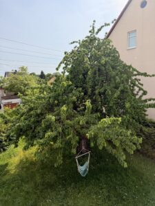 Blick auf einen grünen Garten mit Obstbaum